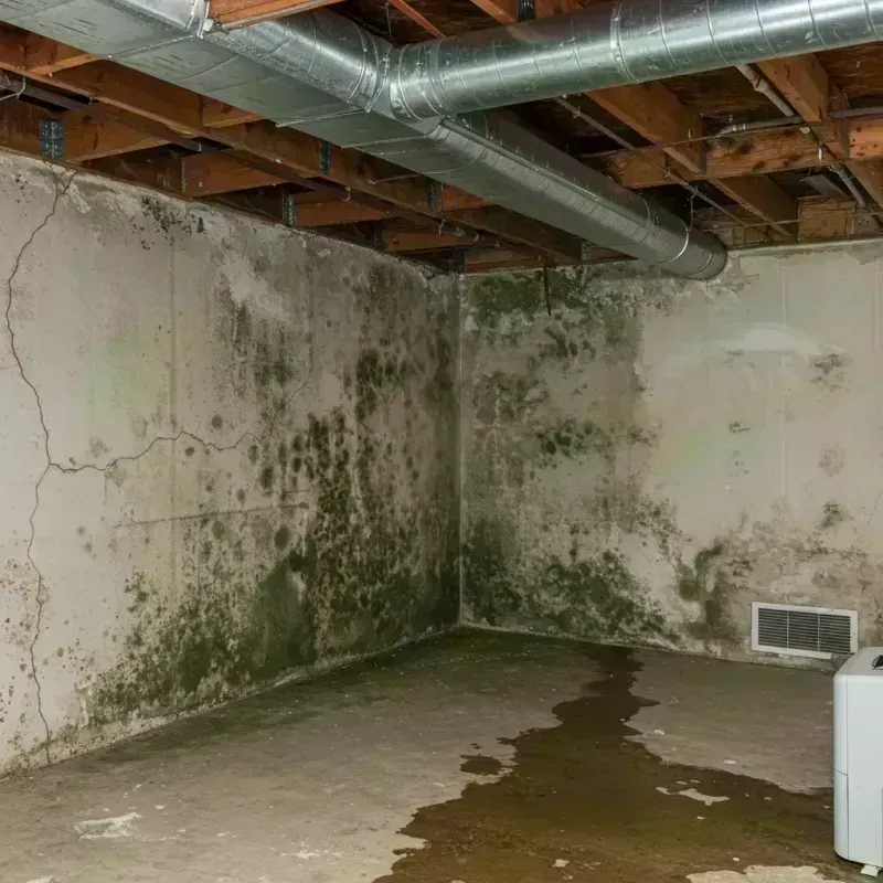 Professional Mold Removal in Rochester, IL